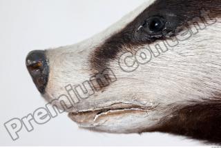 Badger head photo reference 0005